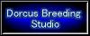 Dorcus Breeding Studio